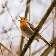 Bird Singing Rotbrüstchen Twitter Robin Singer