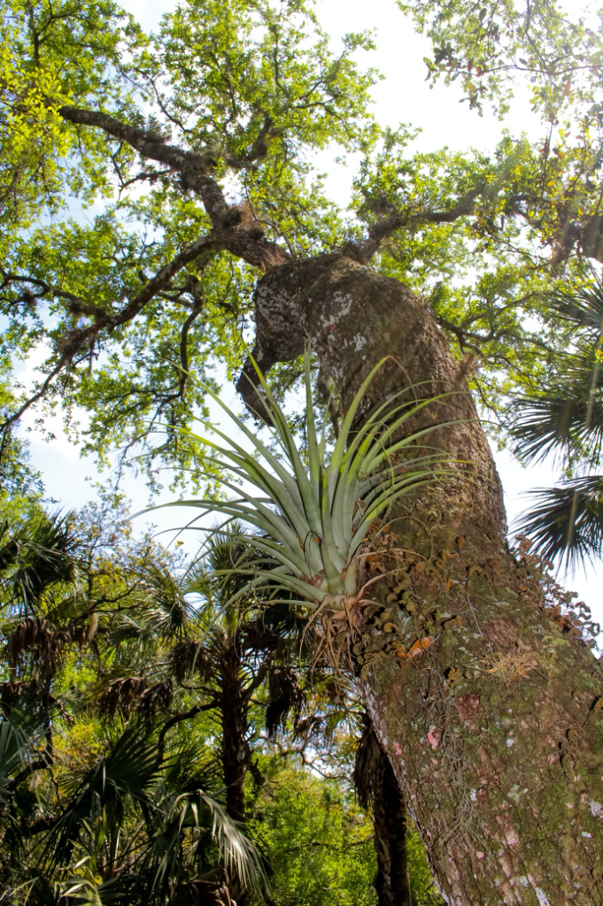 Of cactuses and bromeliads