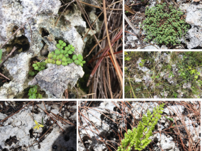 Mountains of Miami – Biodiversity Institute