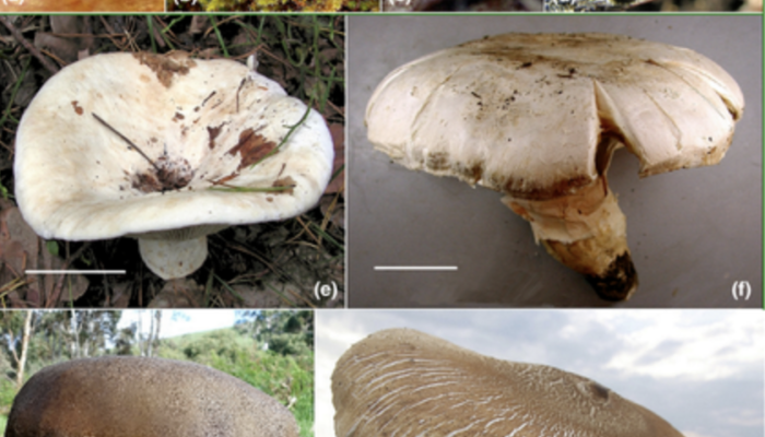 mushroom blog post body size