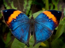 indianleafwing