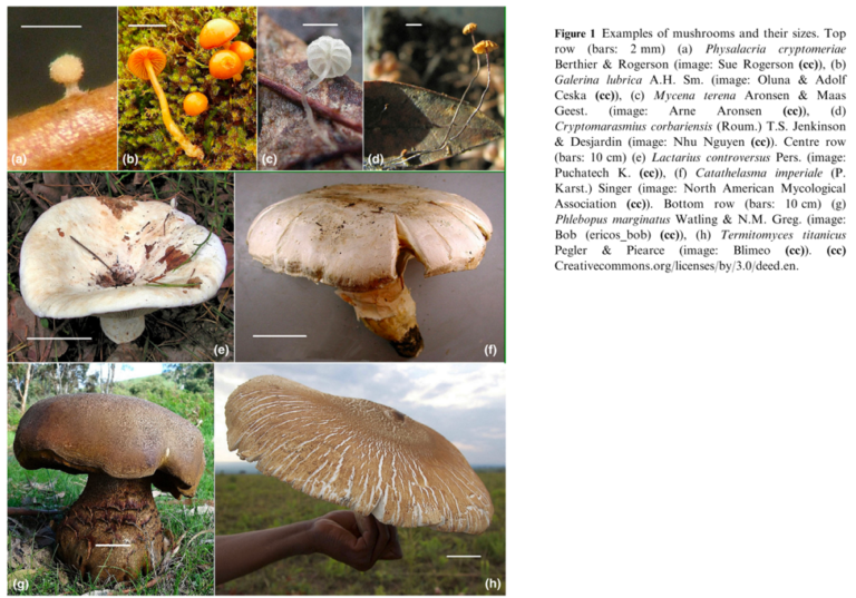 Mushroom sizes are environmentally driven across the planet ...