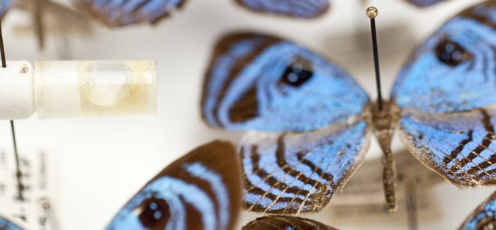 pinned blue butterfly specimen
