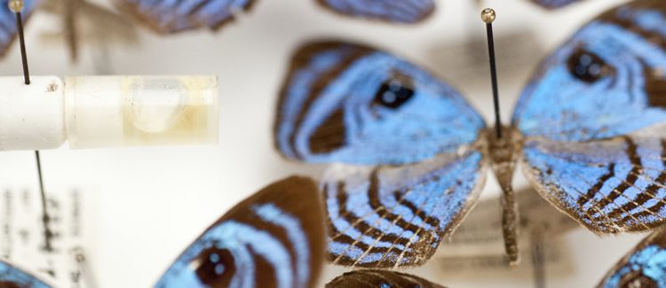 pinned blue butterfly specimen
