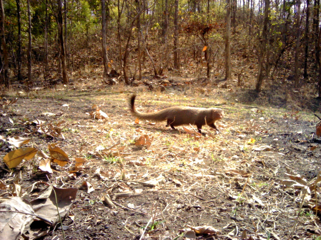 Small carnivores and large ecological datasets
